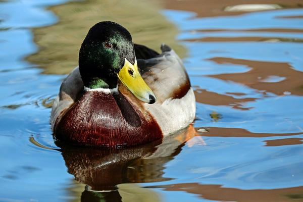 Closeup of a drake mallard on the Colorado River at River Island State Park.
