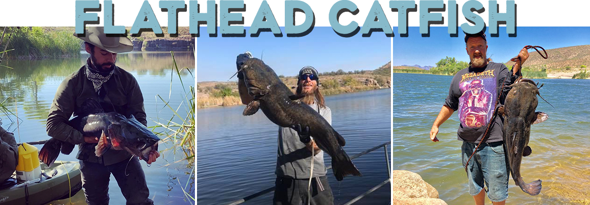 Arizona Flathead Catfish. Photos of three men with large flathead catfish from Patagonia Lake.