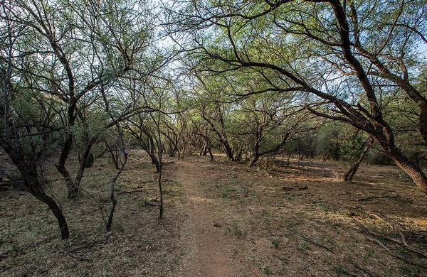 Desert Plants: A trail under a canopy of Mesquite