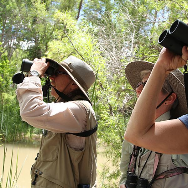 Verde Valley birding festival at Dead Horse Ranch