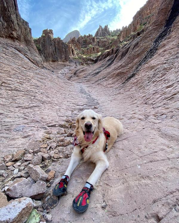 Dog in hiking shoes at Lost Dutchman State Park