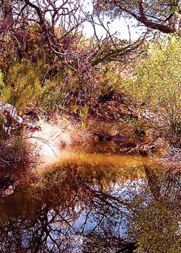 Coal Mine Spring area in 2004 Coal Mine Spring area in 2004